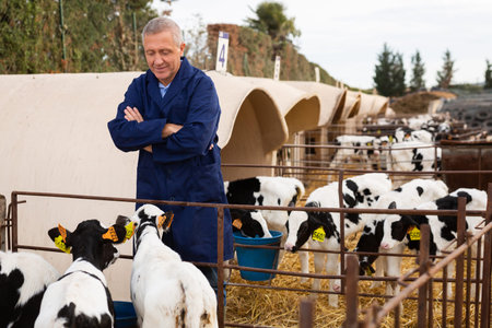 Experienced elderly cow breeder watching little calves in stall outdoors