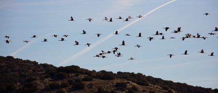 Cranes birds (Grullas) flying in group close to fields in Gallocanta