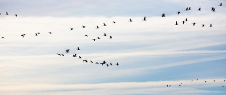 Cranes flying in blue sky