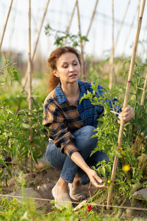 Middle aged woman takes care of tomatoes in cottage garden