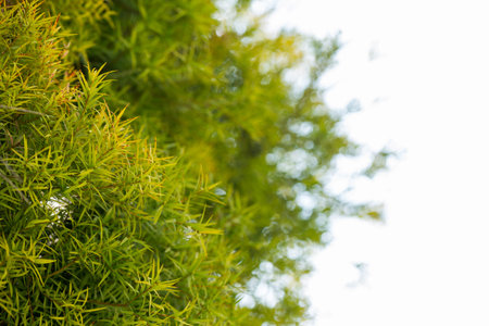 Flax-leaved Paperbark is a Melaleuca tree species with fragrant leaves