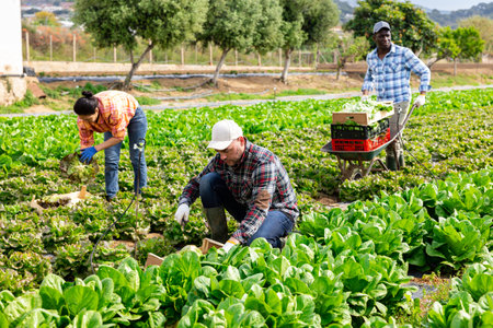 Team of farmers gathering lettuce in vegetable field at farm