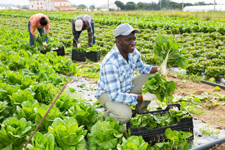 Successful horticulturist showing harvested chard on farm plantation