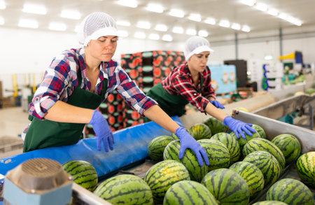 Vegetable factory workers sorting watermelons on conveyor line