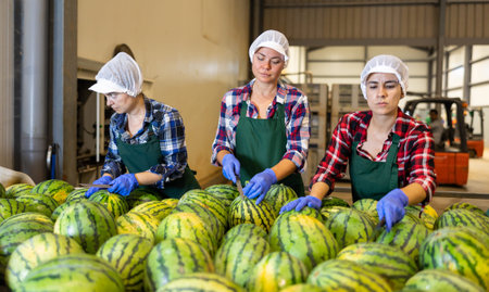 Women sorting fresh watermelons in factoryの写真素材
