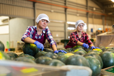 Women sorting watermelons during work day in vegetable factoryの写真素材
