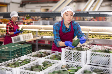 Woman in uniform during sorting at warehouse at avocado factory