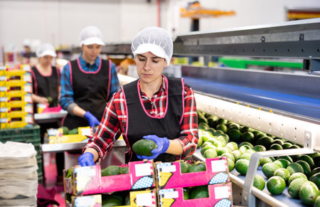 Women hardworking in agricultural facility, sorting avocado at conveyor