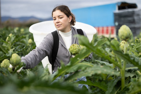 Female worker picks ripe artichokes in farmer field