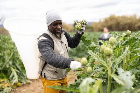 Hired worker picks ripe artichokes in a farmer field