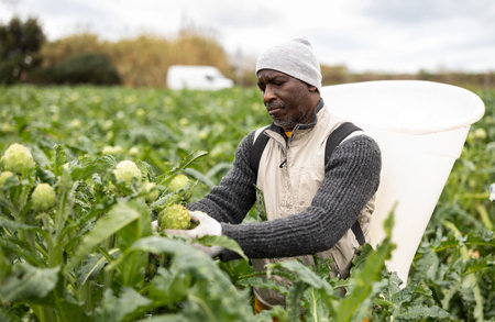 Adult man harvesting artichokes in field