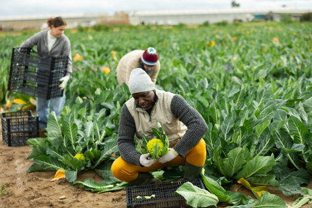 African man picking broccoli