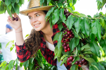 Smiling young woman harvesting sweet cherries in farm orchard
