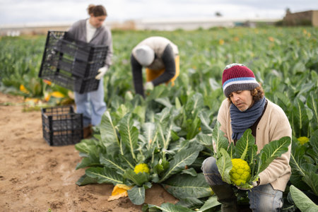 Middle-aged guy collecting fresh green broccoli with agricultural team