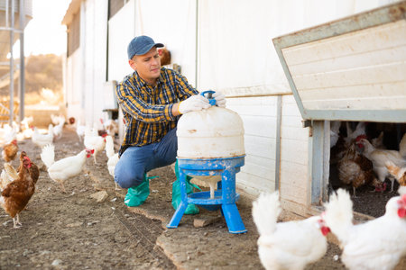 Farmer setting up drinking bowl for laying hens on poultry yard