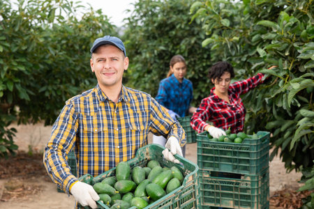 Smiling gardener man with full avocado box