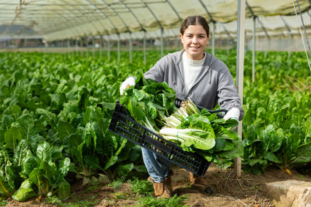 Farm worker collects chard in containers