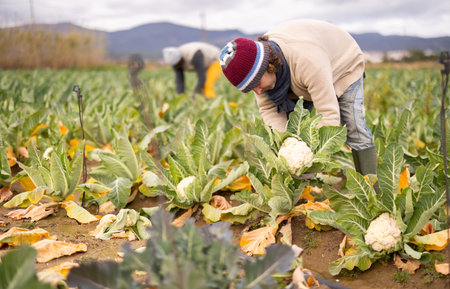 Male farm worker harvesting cauliflower