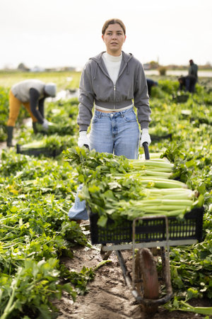 Young woman harvesting celery in a field