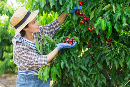 Portrait of hardworking woman farmer, picking cherries from a tree