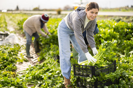 Positive young woman harvesting celery with agricultural team on the field