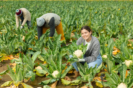 Positive young woman harvesting cauliflower with agricultural team on the field