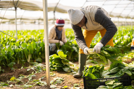 Male farmer harvests chard along with other workers