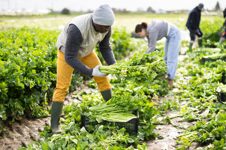 Male farmer harvests natural celery in farmer field