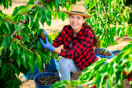 Woman farmer picking sweet cherries in orchard