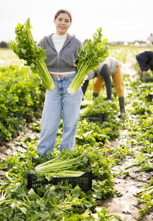 Young woman harvesting celery in a field