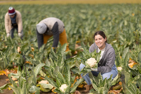 Hired girl worker with team in field harvesting cauliflower.