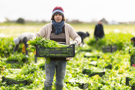 Adult man harvesting celery in boxes in a field
