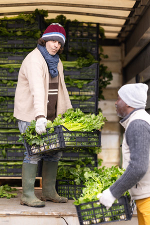 Two men load crop into truck