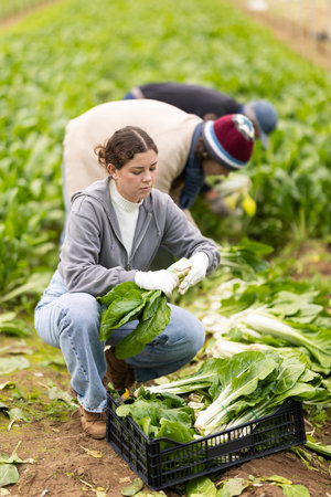 Young woman harvesting chard with agricultural team
