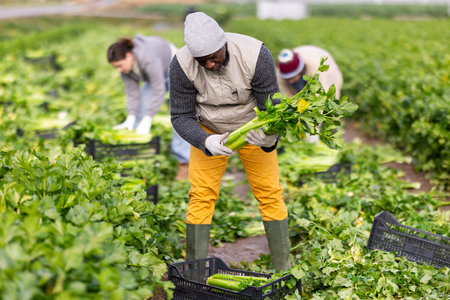 Man picking celery in a field