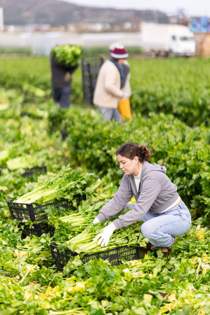 Young woman harvesting celery with agricultural team on the field