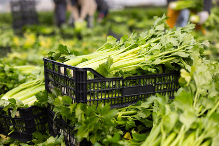 Black crate filled with freshly picked celery on field plantation