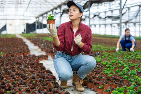 Young woman worker sitting down and looking to the pot of peperomia flower in greenhouse