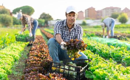 Man works on plantation cuts bunches of purple salad and puts them in box for transportation