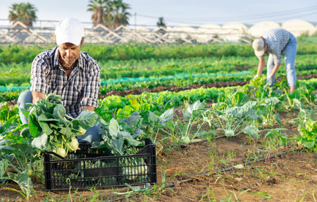 Adult man harvesting kohlrabi in field