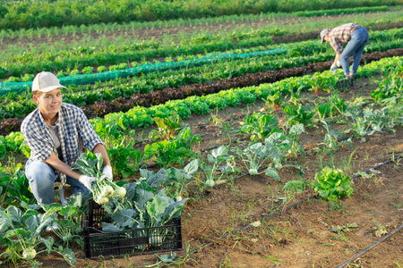 Female gardener harvesting kohlrabi (german turnip) on vegetable field