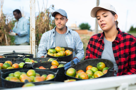 Girl seasonal worker loading buckets of picked tomatoes into truck