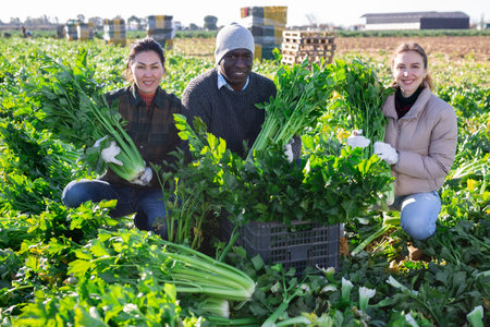Multiethnic people squatting on celery field with crop