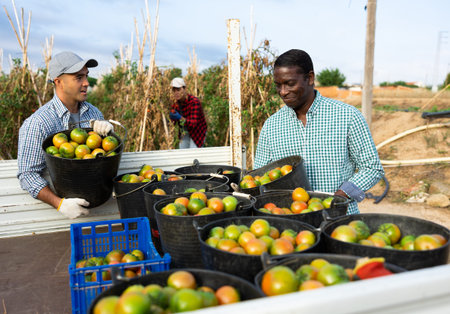 Friendly farm workers loading harvested tomatoes into truck on plantationの写真素材
