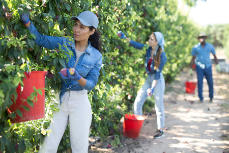 Focused asian female farmer plucks ripe plums from a tree