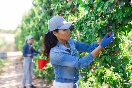 Woman farmer picking plums in fruit garden