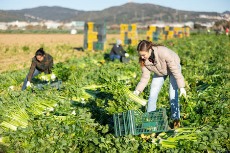 Woman harvesting celery on vegetable field