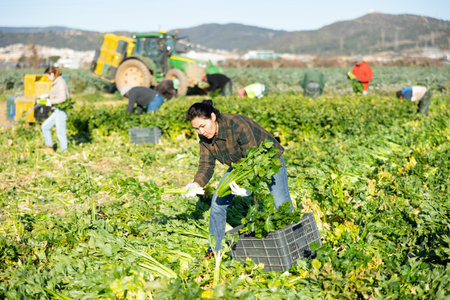 Woman engaged in cultivation of organic vegetables, arranging crop of ripe celery in boxes on field