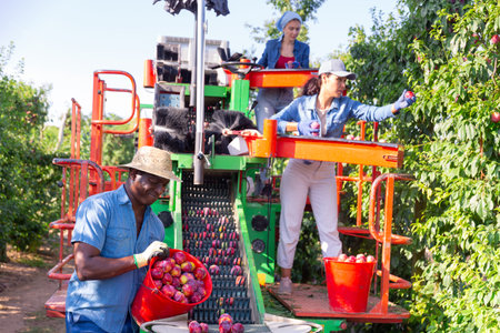 Harvesting plums on a sorting machine at orchard