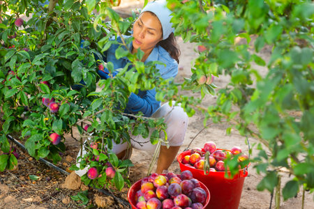 Asian woman gardener with red bucket picking plumsの写真素材